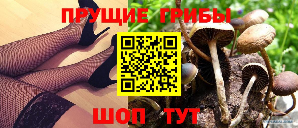 Псилоцибиновые грибы Psilocybe Протвино